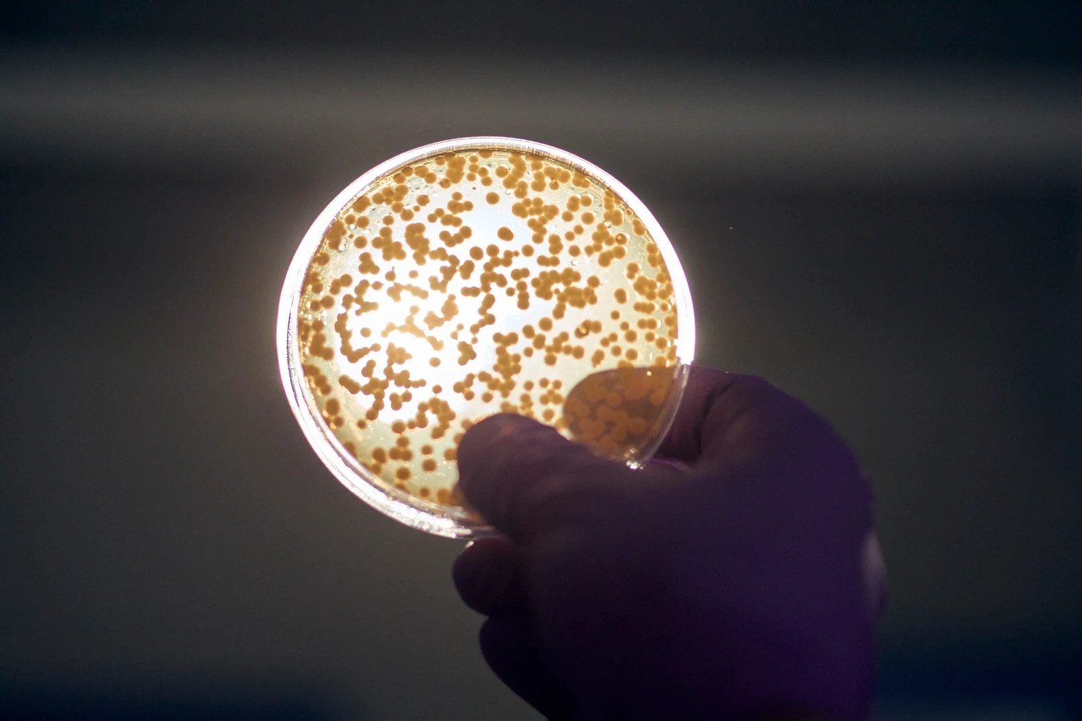 This Leather Jacket? It Came From a Petri Dish